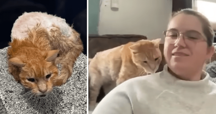 Elderly Stray Cat Gets The Care He Deserves After Finding A Loving Home