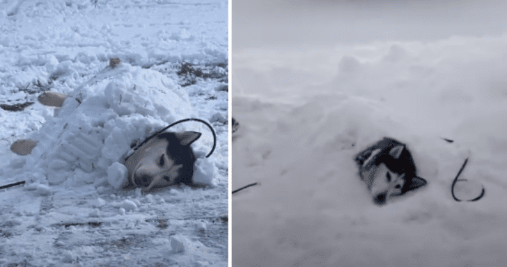 Playful Husky Loves Getting Buried In Snow