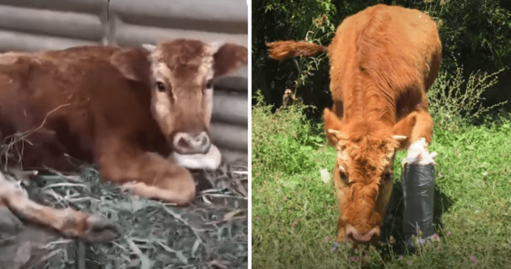 Animal Rescuers Help Abandoned Baby Cow Walk Again