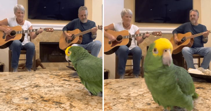 Talented Parrot Joins Cover Of Bob Dylan’s “Knockin’ On Heaven’s Door”