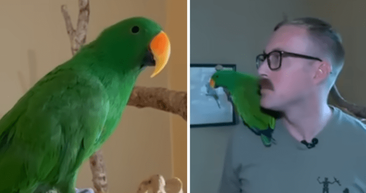 Lost Parrot Talks To Strangers To Find His Way Back Home