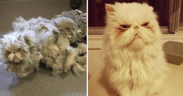 Neglected Cat Found Covered In Matted Fur Gets Rescued And Finds Loving Home