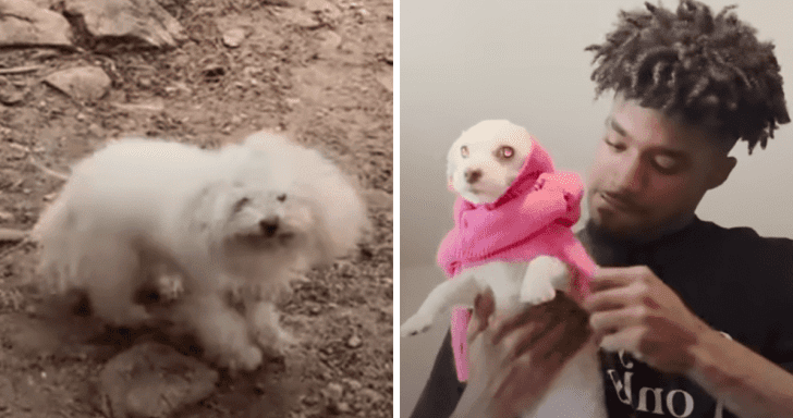College Football Player Adopts Dog Found In The Woods