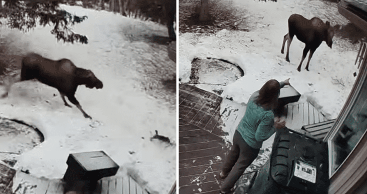 Brave Mom Scares Off Moose Trying To Attack Her Tiny Yorkshire Terrier