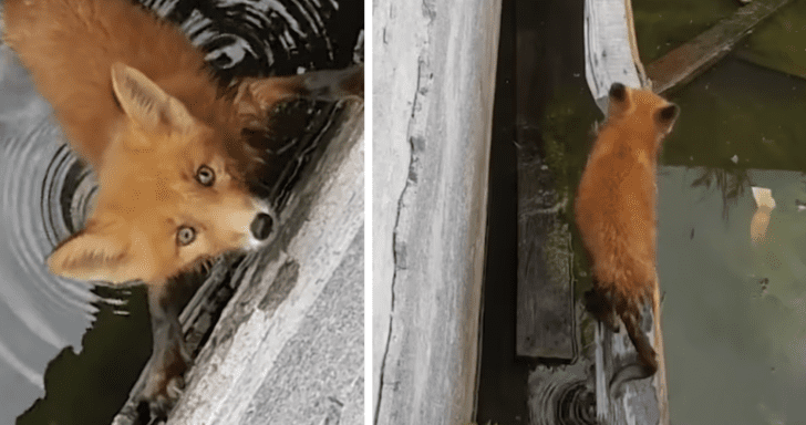 Frightened Baby Fox Gets Rescued From Being Trapped In A Well