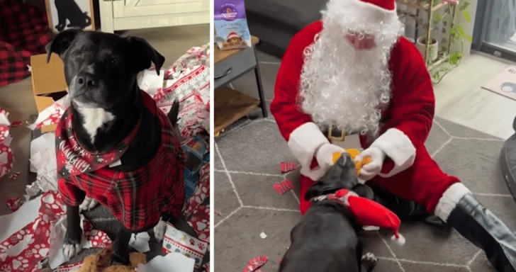 Christmas-Loving Pittie Has An Adorable Reaction To Meeting Santa For The First ...