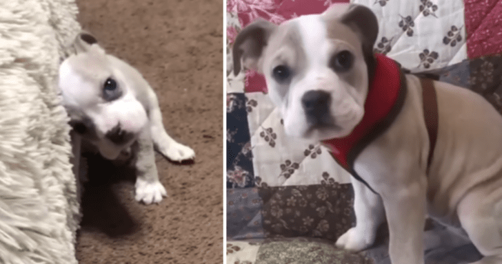 Tiny Puppy With Head Damage Finds Forever Home