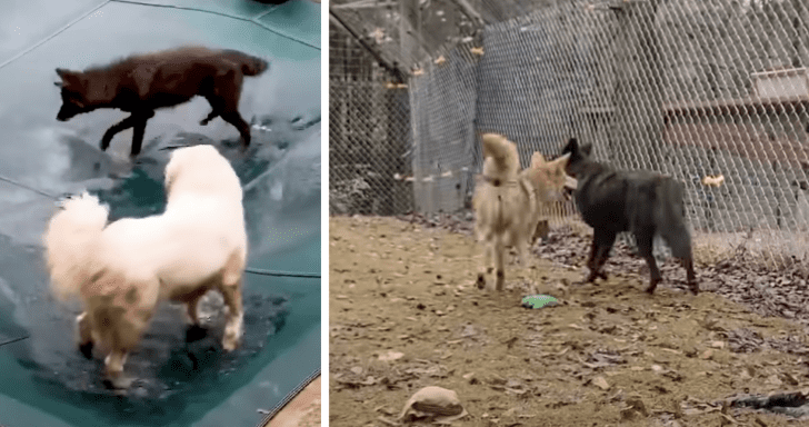 Friendly Coyote Spotted Playing With Dogs Gets Rescued And Finds Another Coyote ...