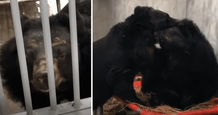 Bear Best Friends Who Spent 20 Years In Separate Cages Get Reunited