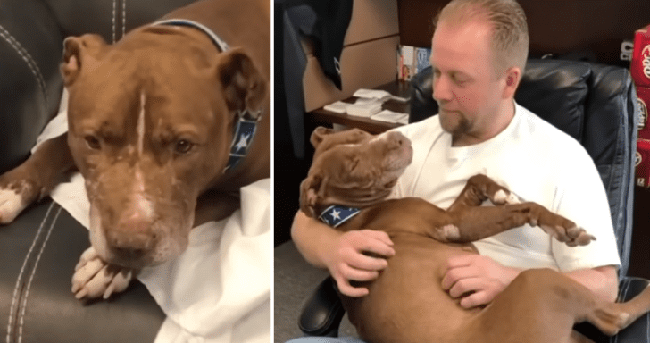 Senior Dog Finds Loving Family To Spend His Last Years With
