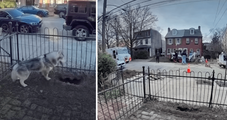 Heroic Dog Keeps Whole Neighborhood Safe Because Of His Digging