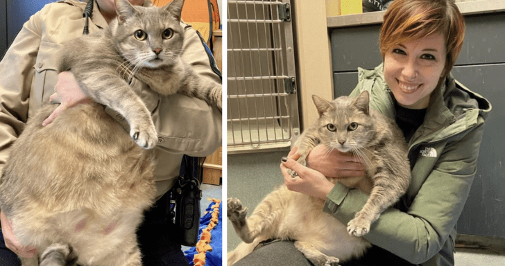 28-Pound Cat Looks For A Forever Family