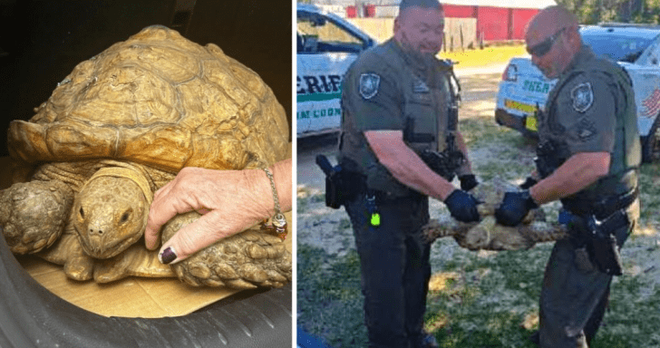 Sneaky Tortoise Who Took Off In 2020 Is Found Wandering The Streets 3 Years Late...