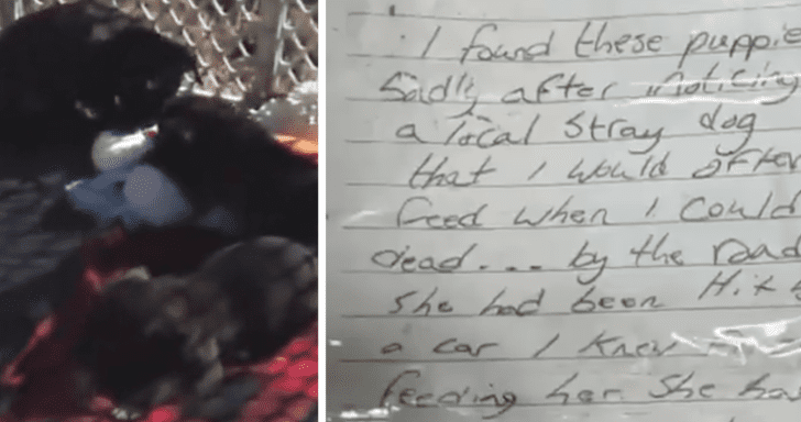 Homeless Man Surrenders Abandoned Litter Of Puppies And Leaves A Heartfelt Note