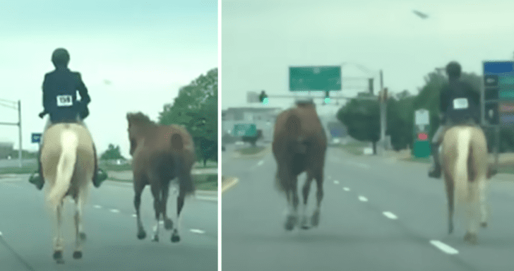 Brave 16-Year-Old Girl Leads Running Horse Out Of Highway