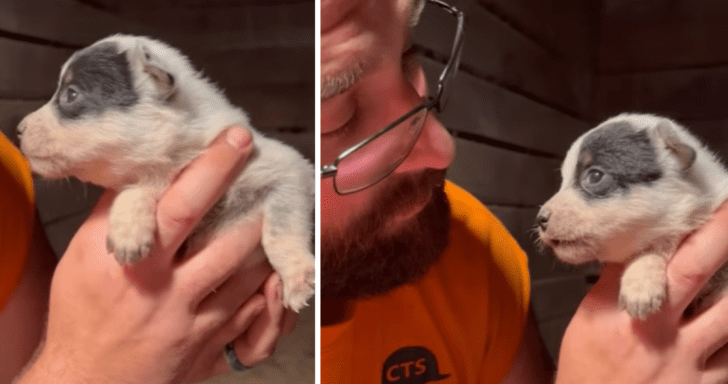 3-Week-Old Heeler Puppy Has A Lot To Say To Her Owner