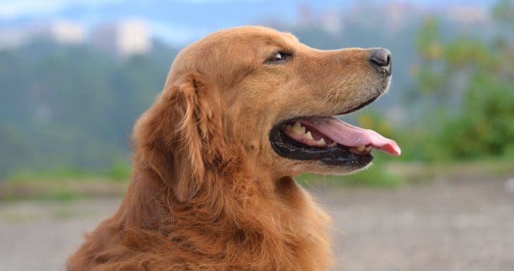 Sneaky Golden Retriever Hops Into Neighbor’s Property To Swim In Pool