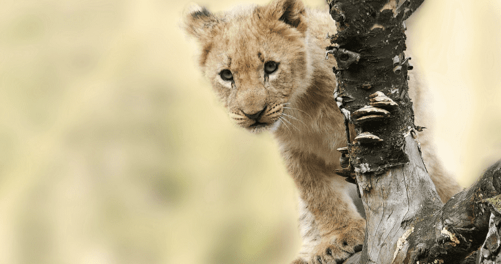 Playful Lion Cubs Disturb Dad’s Sleep