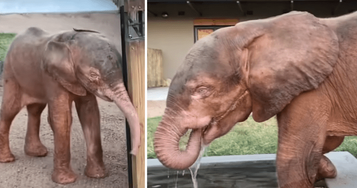 Baby Elephant With Blue Eyes Gets Accustomed To Her New Home
