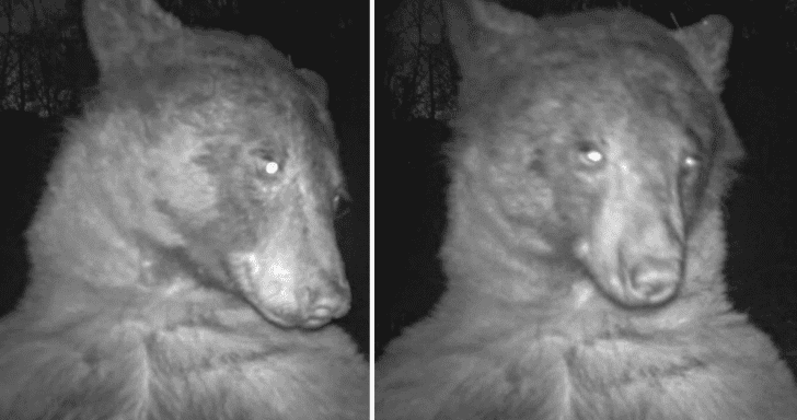 Curious Bear Takes Selfies On Wildlife Cam