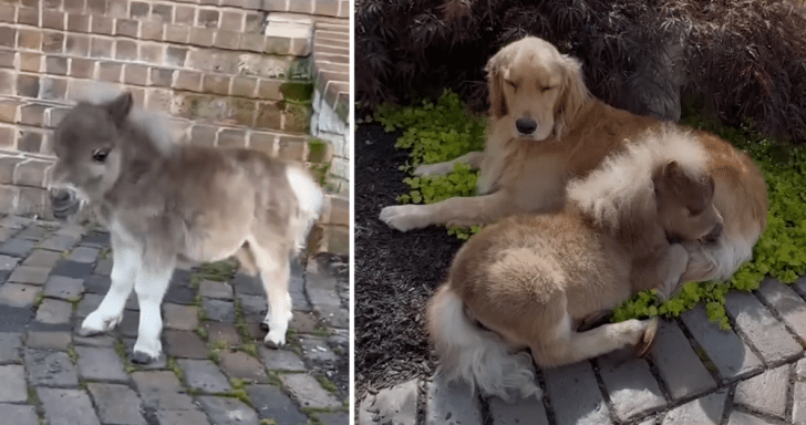 Miniature Horse Becomes Best Friends With Golden Retrievers