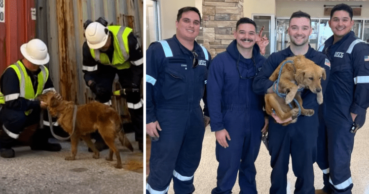 US Coast Guard Rescues Dog Who Had Been Trapped In Shipping Container For Days