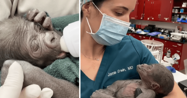 Skillful OB-GYN Helps Deliver Premature Baby Gorilla Via C-Section