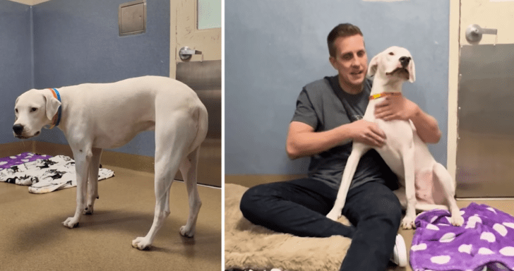 Animal Advocate Visits Abandoned Dog Waiting For His Family At Shelter