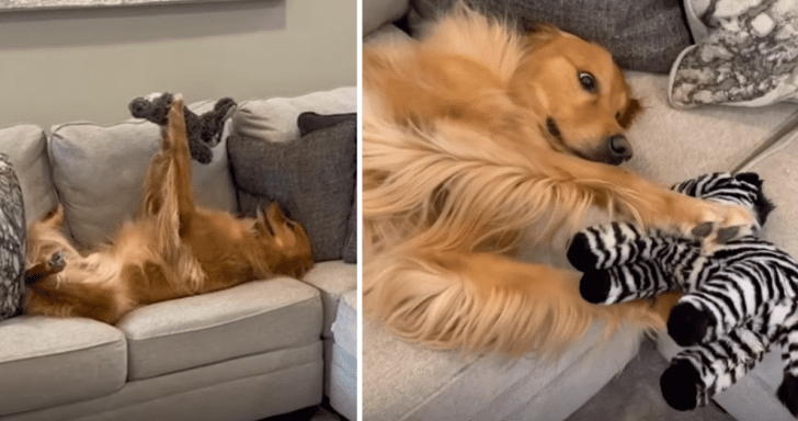 Charming Golden Retriever Admires His Toys In An Adorable Way