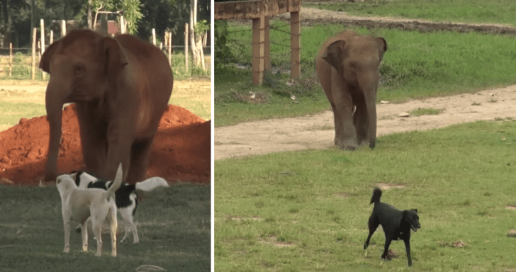 Sweet Baby Elephant Loves Playing With Dogs