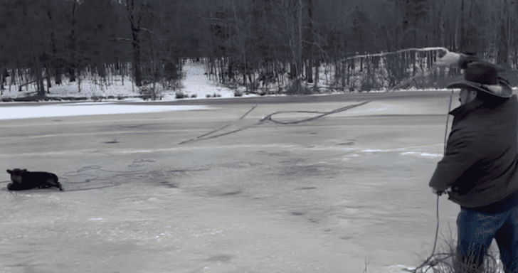 Skillful Cowboy Saves Stranded Calf On Frozen Pond Using His Lasso