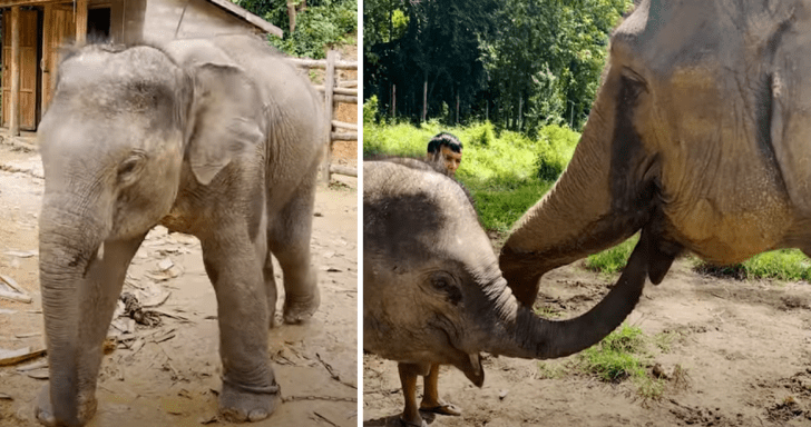 Chained Baby Elephant Finally Gets A Taste Of Freedom