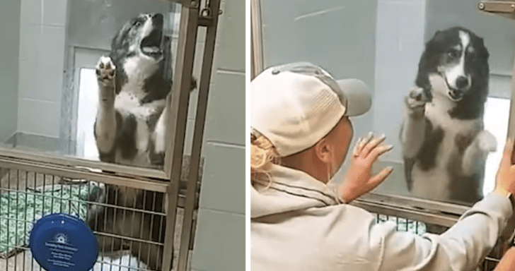 Lost Siberian Husky Reunites With Fur Parents After Being Away For Weeks