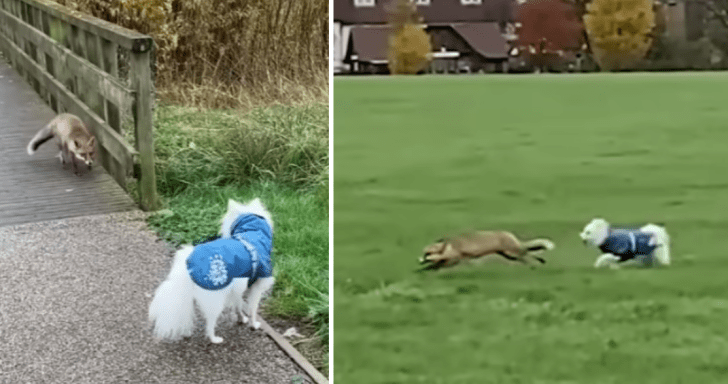 Wild Fox Invites Adorable Dog For Playtime
