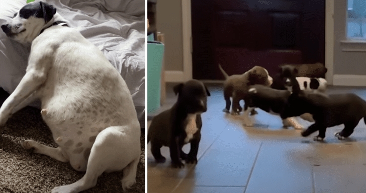 Pregnant Foster Dog Gives Birth To 11 Puppies