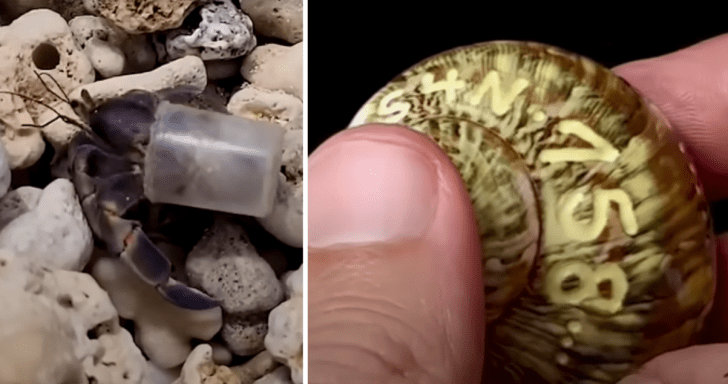 Compassionate Man Provides Shells For Hermit Crabs To Live In