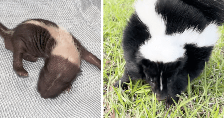 Rescued 3-Day-Old Skunk Grows Up And Returns To The Wild