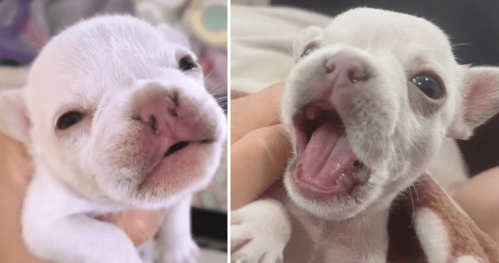 Tiny Frenchie Howls When Upset And Wants Cuddles