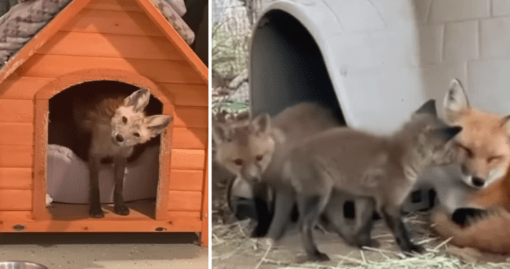 Lonely Fox Becomes Adoptive Mom Of 3 Baby Foxes