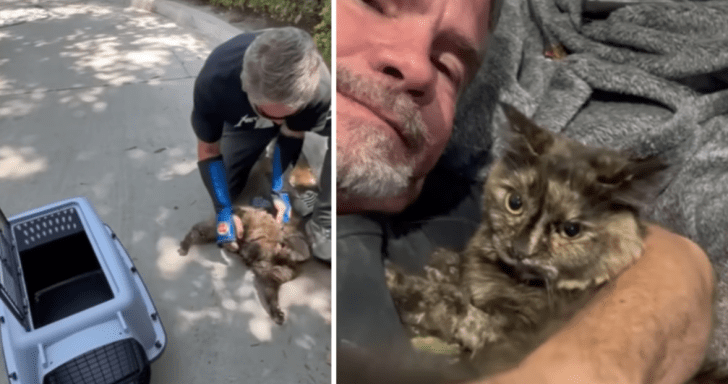 Local Rescuer Takes Stray Cat Hanging Outside Of Starbucks Home