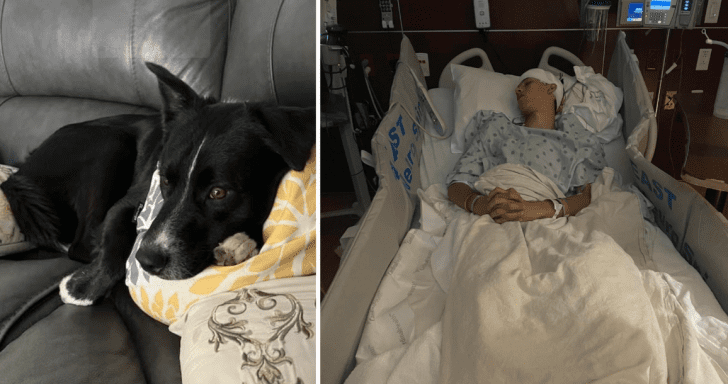 Alert Dog Notifies Family About Son’s Medical Emergency In Another Room