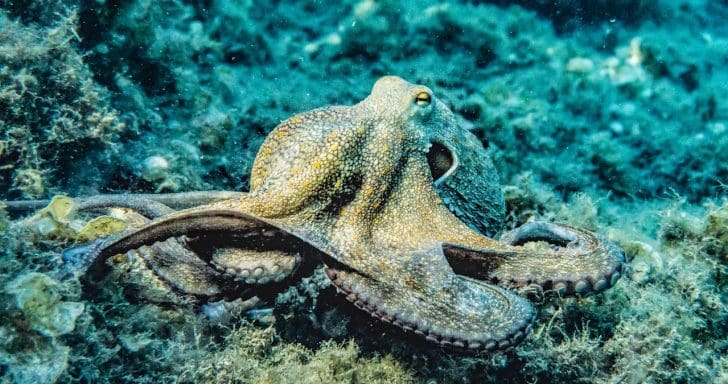 Mama Octopus Expresses Gratitude To Woman Who Saved Her And Her Babies