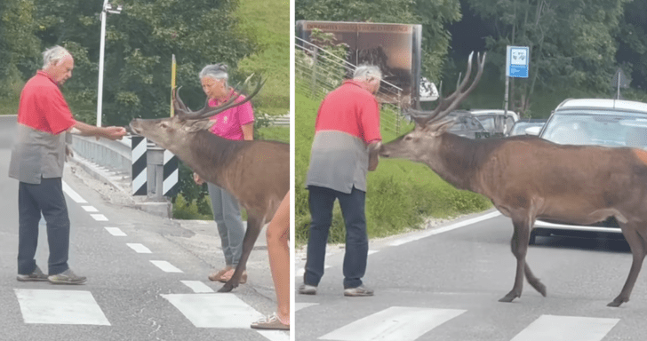 Kind Elderly Man Helps Deer Cross The Road