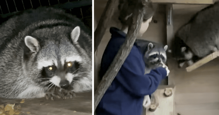 Overweight Raccoons Start Leading Healthy Lives In New Home