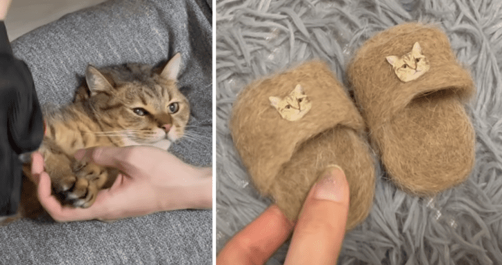 Crafty Cat Owner Makes Cat Slippers Using Feline’s Fur