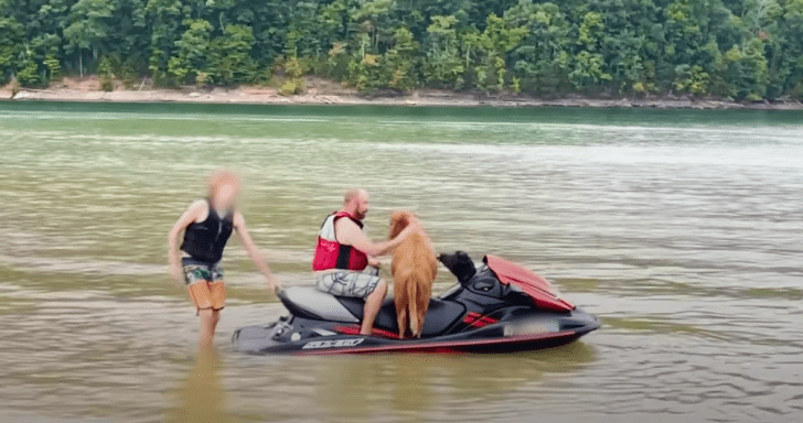 Adventurous Baby Cow Hops On Jet Ski With Dad