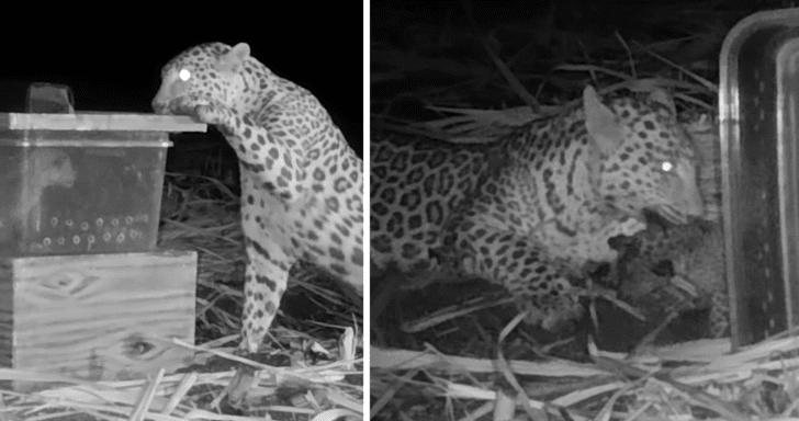 Mama Leopard Reunites With Cub Lost In Sugarcane Field