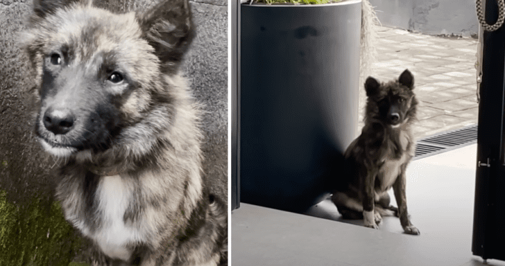 Untrusting Stray Dog Walks Into Rescuer’s Home Two Weeks After Their First Mee...