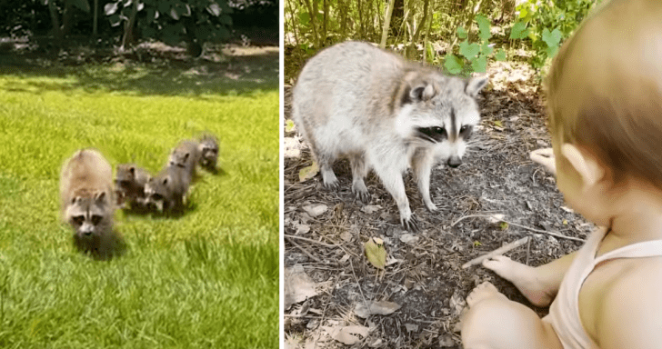 Friendly Raccoon And Woman Introduce Their Babies To Each Other