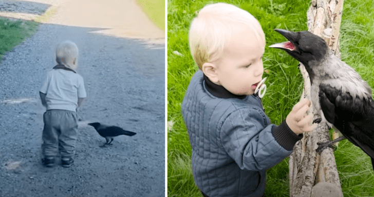 Friendly Crow And Little Boy Form Deep Friendship